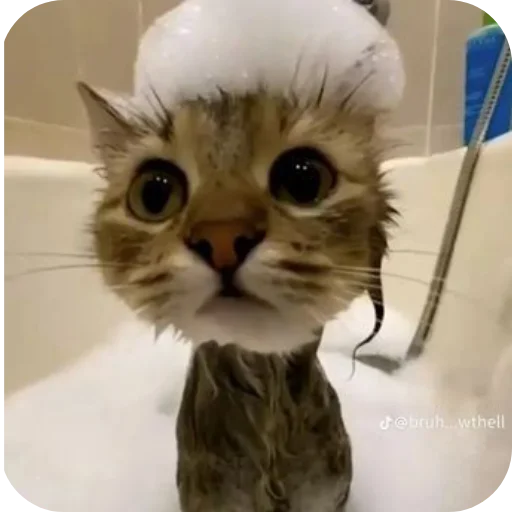 🐱 Стикер «Животинки» для Telegram