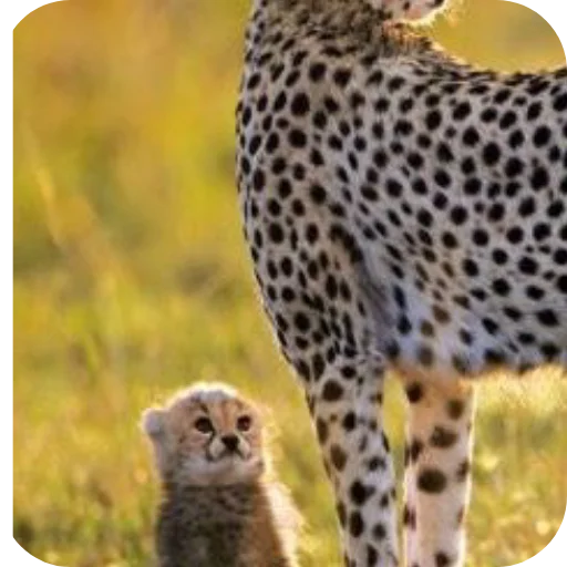 🦁 Стикер «Животинки» для Telegram
