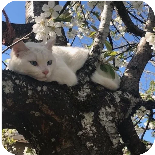 🌿 Стикер «Животинки» для Telegram