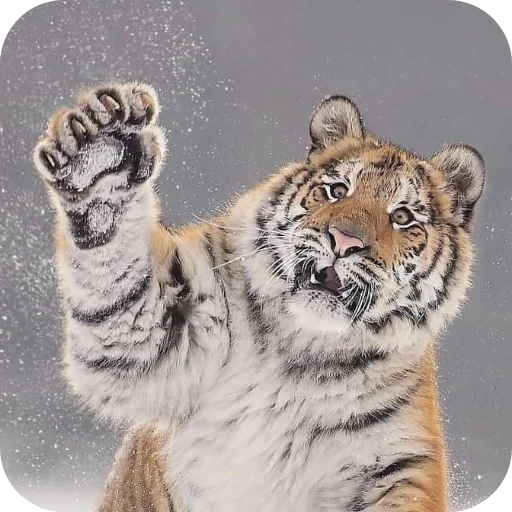 🐱 Стикер «Животинки» для Telegram