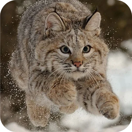 🐱 Стикер «Животинки» для Telegram