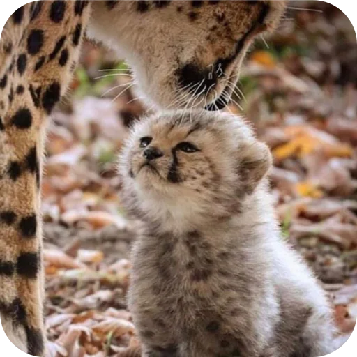 🐱 Стикер «Животинки» для Telegram