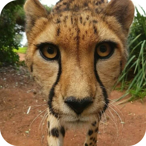 🦁 Стикер «Животинки» для Telegram
