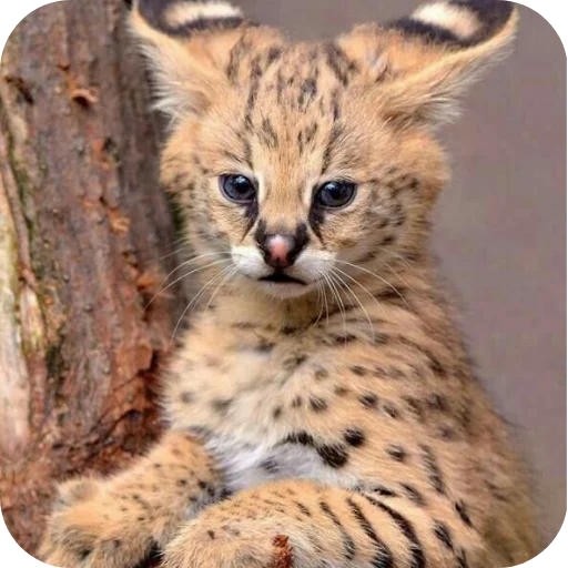 🐱 Стикер «Животинки» для Telegram