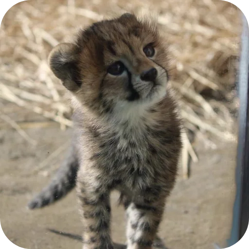 🐱 Стикер «Животинки» для Telegram