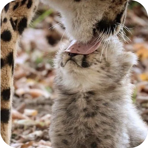 🐱 Стикер «Животинки» для Telegram