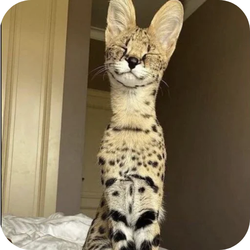 🐱 Стикер «Животинки» для Telegram
