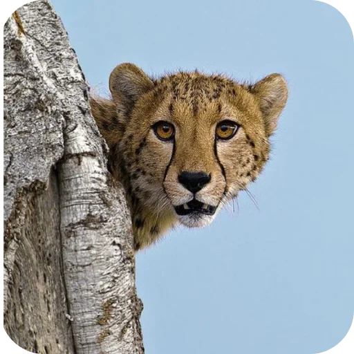 🌳 Стикер «Животинки» для Telegram