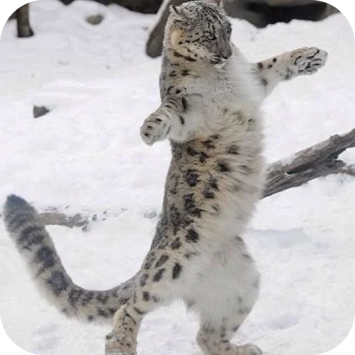 🐱 Стикер «Животинки» для Telegram