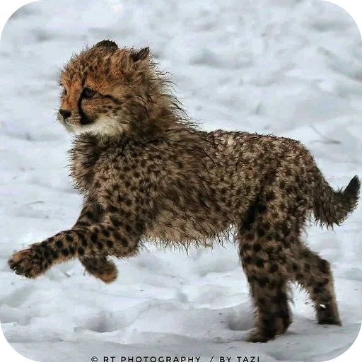 🐶 Стикер «Животинки» для Telegram