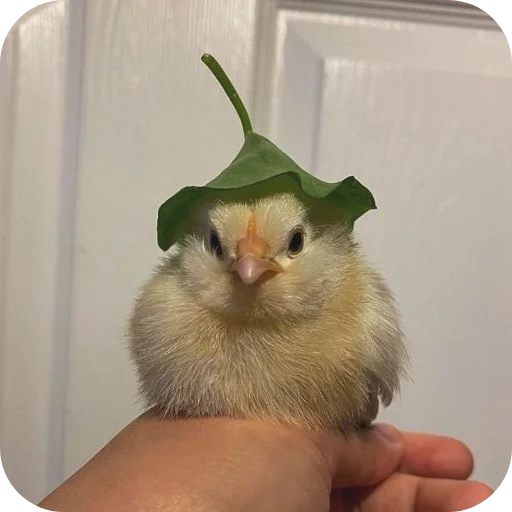 🐱 Стикер «Животинки» для Telegram