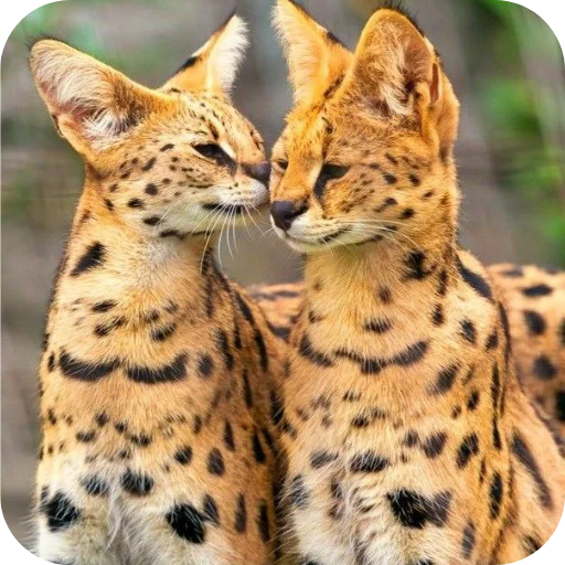 🦁 Стикер «Животинки» для Telegram