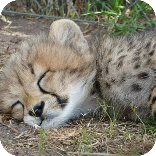🐱 Стикер «Животинки» для Telegram