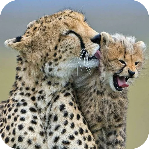 Стикерпак Животинки для Telegram — скачать
