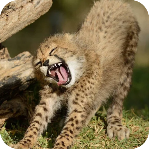 🐱 Стикер «Животинки» для Telegram