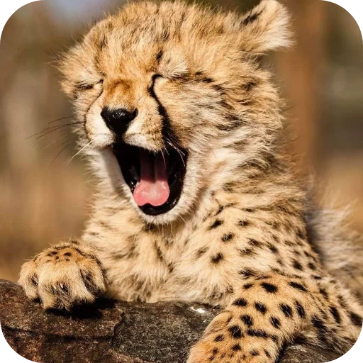👄 Стикер «Животинки» для Telegram