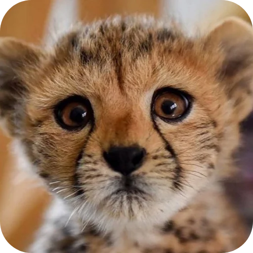 🐱 Стикер «Животинки» для Telegram