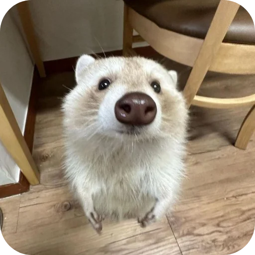 🐶 Стикер «Животинки» для Telegram