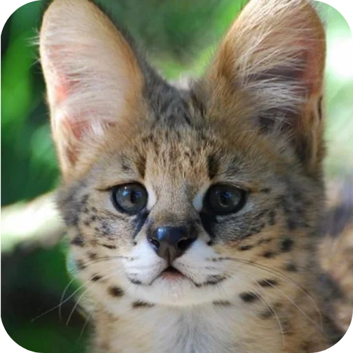 🐱 Стикер «Животинки» для Telegram