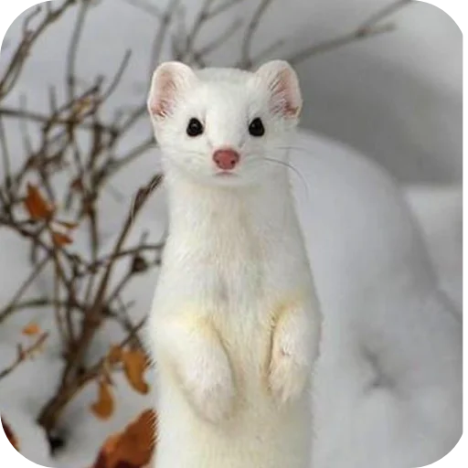 🐱 Стикер «Животинки» для Telegram