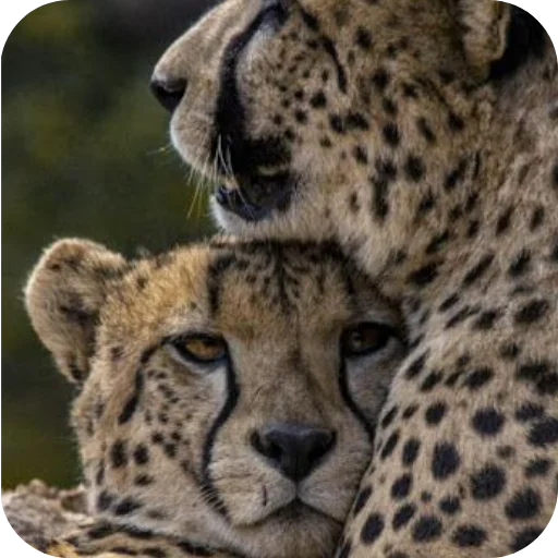 🦁 Стикер «Животинки» для Telegram