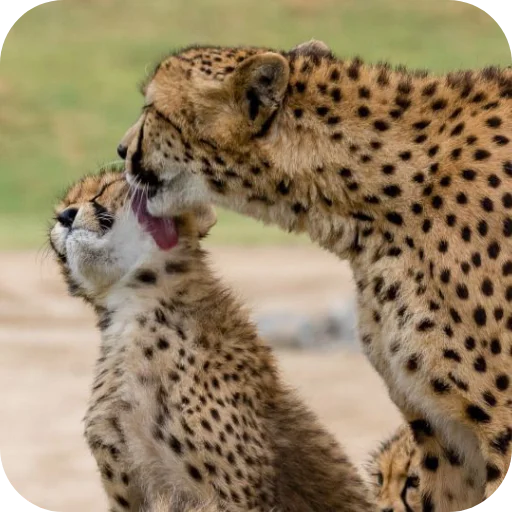 🦁 Стикер «Животинки» для Telegram