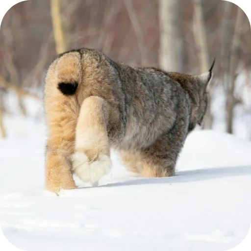 🐱 Стикер «Животинки» для Telegram