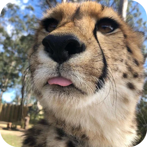 🐶 Стикер «Животинки» для Telegram