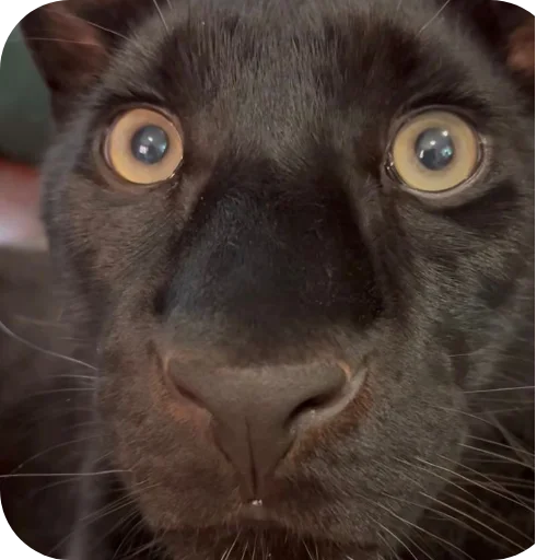 🐱 Стикер «Животинки» для Telegram