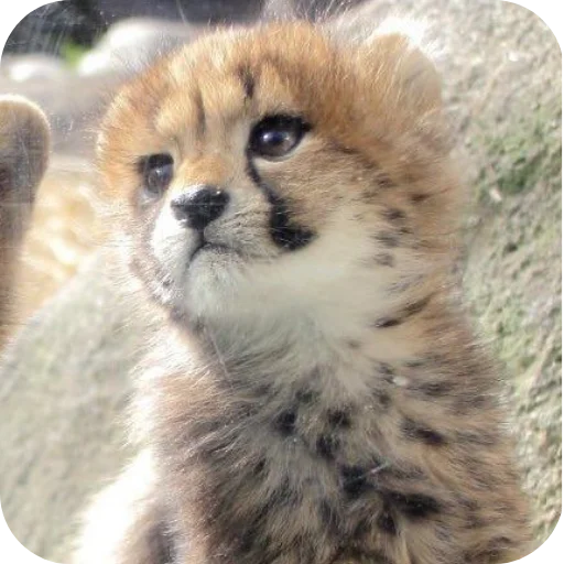 🐱 Стикер «Животинки» для Telegram