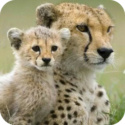 🦁 Стикер «Животинки» для Telegram
