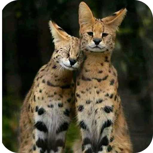 🐱 Стикер «Животинки» для Telegram
