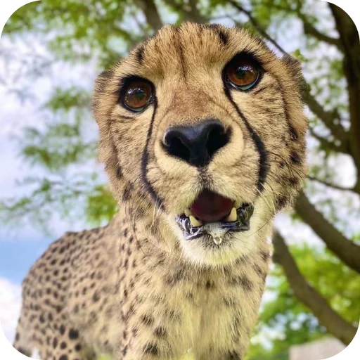 🦁 Стикер «Животинки» для Telegram