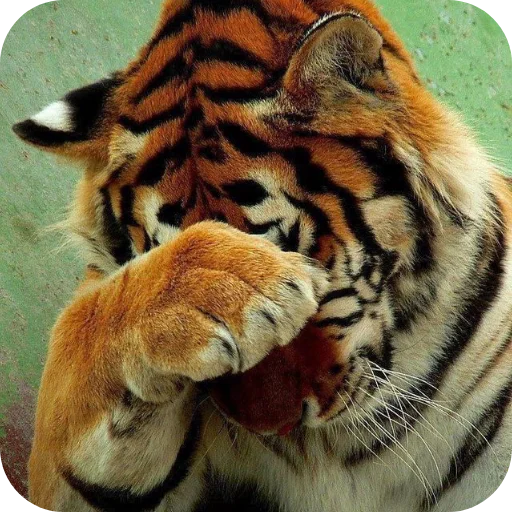 🐱 Стикер «Животинки» для Telegram