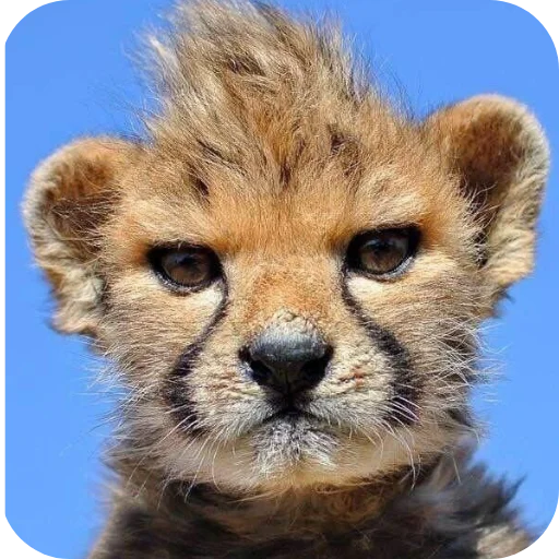 🐾 Стикер «Животинки» для Telegram