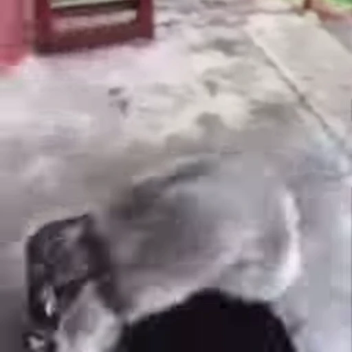 🏃 Стикер «Енот» для Telegram