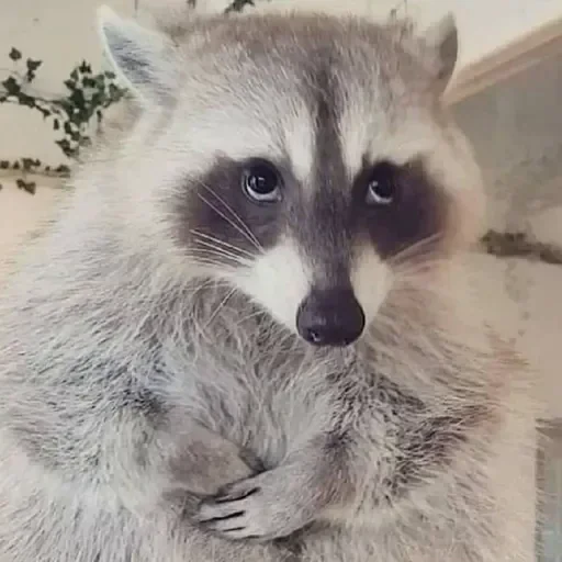 🥺 Стикер «Енот» для Telegram