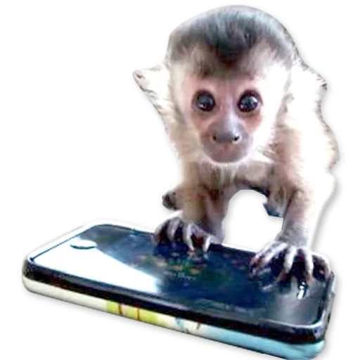 🐒 Стикер «Monkeys Обезьяны» для Telegram
