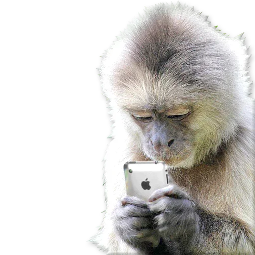 🐒 Стикер «Monkeys Обезьяны» для Telegram