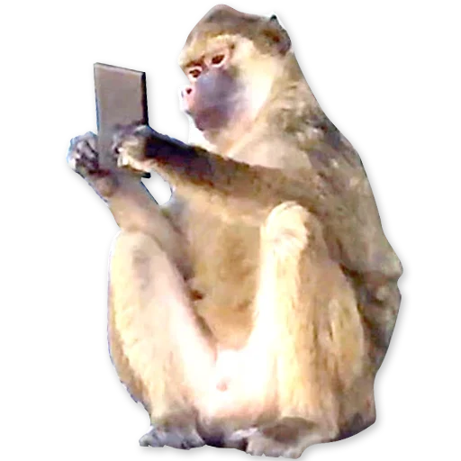 🐒 Стикер «Monkeys Обезьяны» для Telegram
