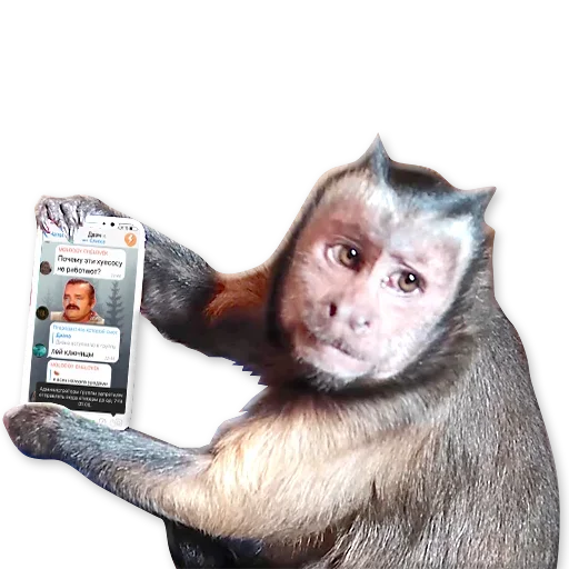 🐒 Стикер «Monkeys Обезьяны» для Telegram