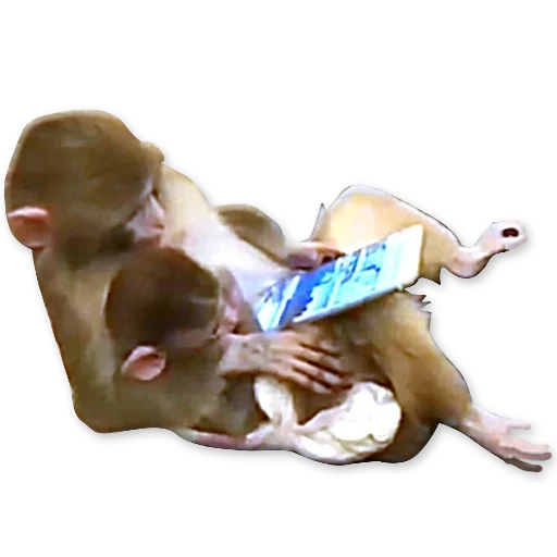 🐒 Стикер «Monkeys Обезьяны» для Telegram