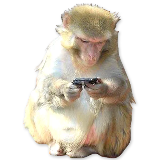 🐒 Стикер «Monkeys Обезьяны» для Telegram