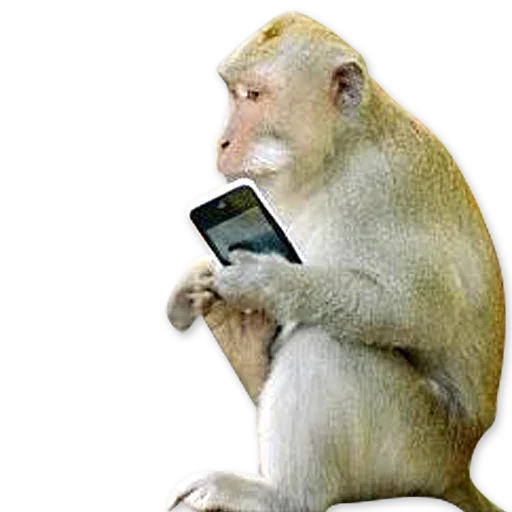 🐒 Стикер «Monkeys Обезьяны» для Telegram