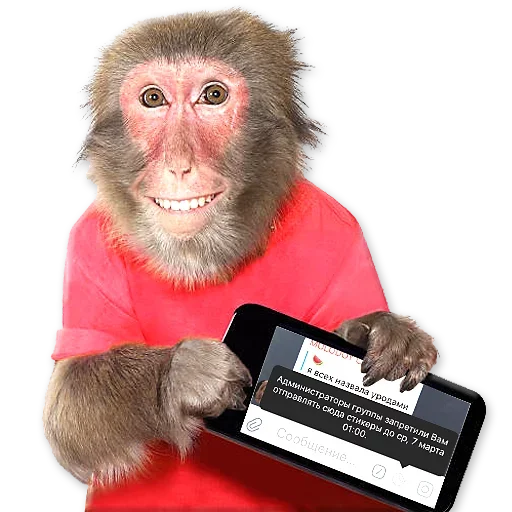 🐒 Стикер «Monkeys Обезьяны» для Telegram