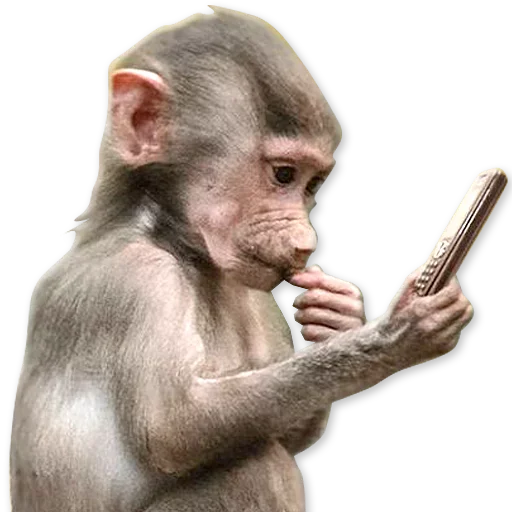 🐒 Стикер «Monkeys Обезьяны» для Telegram