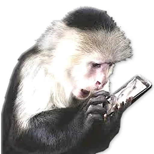 🐒 Стикер «Monkeys Обезьяны» для Telegram
