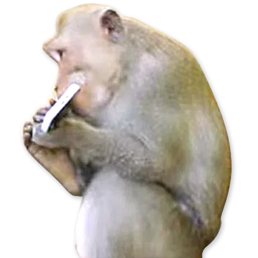 🐒 Стикер «Monkeys Обезьяны» для Telegram