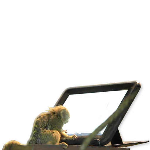 🐒 Стикер «Monkeys Обезьяны» для Telegram