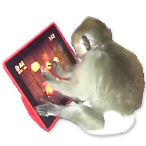 🐒 Стикер «Monkeys Обезьяны» для Telegram
